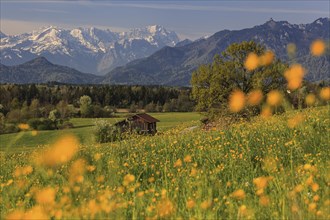 Colourful flower meadow in front of snowy mountains, spring, near Murnau, behind Wetterstein