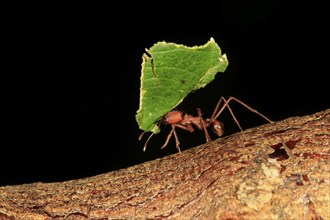 Leaf-cutter ant (Atta sexdens), carries leaf, transport, leaf, Central America, South America