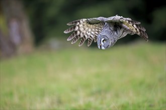 Bearded Owl (Strix nebulosa), adult, flying, Eifel, Germany, Europe