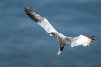 Northern Gannet, Morus bassanus, bird in fly, Bempton Cliffs, North Yorkshire, England, United