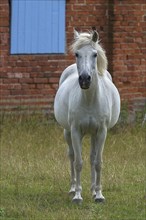 White horse on a farm, Othenstorf, Mecklenburg-Vorpommern, Germany, Europe