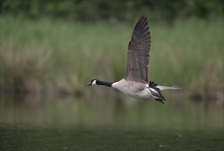 Canada goose (Branta canadensis) flying over water at the edge of a reed, Lower Rhine, North