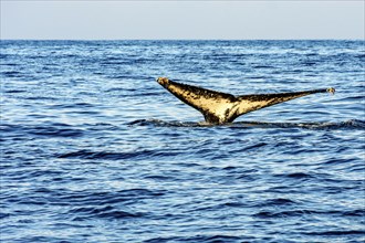 Humpback whale tail coming out of the sea off the coast of Ilhabela island, Ilhabela, Sao Paulo,