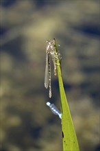 Upper Lusatian heath and pond landscape, dragonflies, empty larval shell of dragonfly, June,