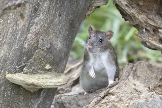 Brown rat (Rattus norvegicus) looking out from under dead wood, Austria, Lower Austria, Europe