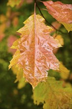 Norway maple (Acer platanoides) tree leafes, colored, in a forest in autumn, Bavaria, Germany,