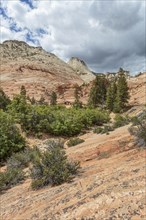 Patterns of erosion on the rock formations in Zion National Park, Utah