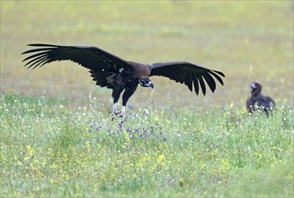 Cinereous vulture (Aegypius monachus) flying over a flower meadow, Castillia y Leon, Spain, Europe