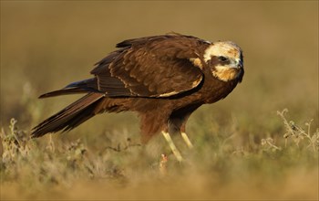 Young female marsh harrier (Circus aeruginosus) Catalonia, Spain, Europe