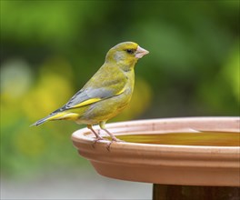 Greenfinch, greenfinch (Chloris chloris) sitting on a bird bath, Lower Saxony, Germany, Europe