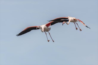 Two flamingos (Phoenicopterus roseus) flying in the blue sky in spring. Saintes Maries de la Mer,