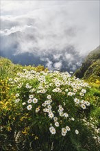 Madeira landscape with daisy flowers and blooming Cytisus shrubs and mountains in clouds.