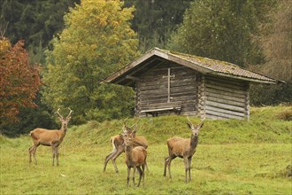 Red deer (Cervus elaphus) spit in front of a mountain hut during the rut, Allgäu, Bavaria, Germany,