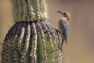 Gila woodpecker (Melanerpes uropygialis), adult, male, on saguaro cactus, foraging, Sonoran Desert,