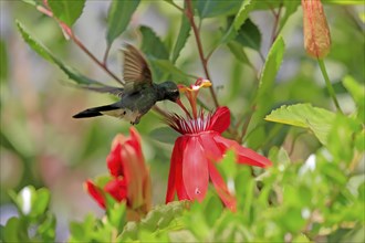 Broad-billed hummingbird (Cynanthus latirostris), adult, male, flying, on flower, foraging, Sonoran