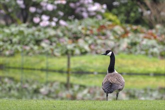 A Canada goose (Branta canadensis) stands in a meadow with a garden in the background, Hesse,