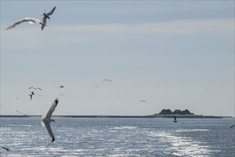 Seagulls in flight, in the background Hallig Hooge, North Frisia, Schleswig-Holstein, Germany,