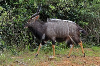 Nyala (Tragelaphus angasii), adult, male, foraging, Saint Lucia Estuary, Isimangaliso Wetland Park,