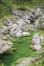 Emerald green river Pozze Smeraldine, Tramonti di Sopra, Province of Pordenone, Italy, Europe