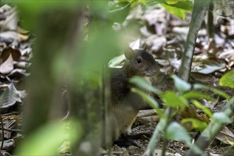 Central American agouti (Dasyprocta punctata), tropical rainforest, Corcovado National Park, Osa,