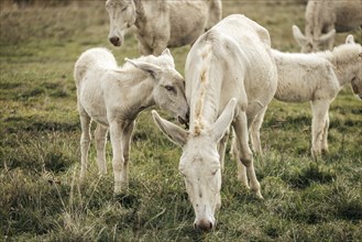 White donkeys, baroque donkeys, mother donkey with her foal, Lake Neusiedl National Park,