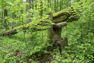 Near-natural deciduous forest, copper beech (Fagus sylvatica) deadwood overgrown with moss, Hainich