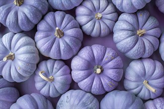 Top view of purple decorative muscade pumpkins. Generative AI, AI generated