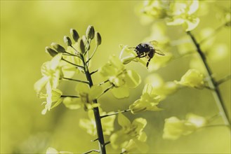 Bee on a rape blossom, photographed in Waldhufen, 12/04/2024