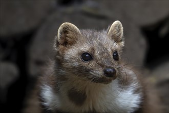 Close-up of beech marten, stone marten (Martes foina) resting in wood pile, woodpile