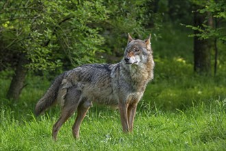 Moulting, molting Eurasian wolf, grey wolf (Canis lupus lupus) shedding fur in spring