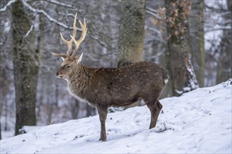 Sika deer (Cervus nippon), in the snow, Vulkaneifel, Rhineland-Palatinate, Germany, Europe