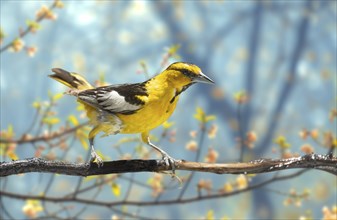 Bullock's oriole bird close-up perched on a branch in the meadow