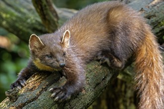 European pine marten (Martes martes) on tree trunk in forest showing big paws with semi-retractable