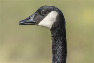 Portrait of a Canada goose (Branta canadensis) . Bas Rhin, Alsace, France, Europe