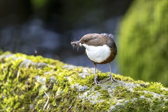 White-throated Dipper (Cinclus cinclus), with larvae in its beak, Rhineland-Palatinate, Germany,