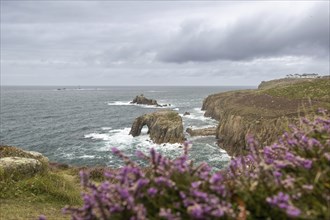 Coast with steep cliffs, purple flowers in the foreground, cloudy sky and rolling waves, Land's