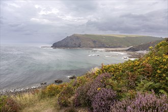 Coastline with flower-covered hills reaching to the calm sea and under a grey sky, Cornwall, United