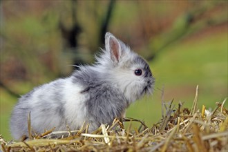 Domestic rabbit (Oryctolagus cuniculus)