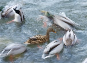 Many mallards (Anas platyrhynchos), male and female swimming on a pond, dynamics, moving water,