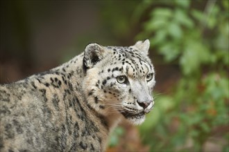 Snow leopard (Panthera uncia) or (Uncia uncia) portrait in autumn, captive