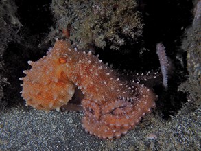 An orange octopus with long tentacles, Callistoctopus macropus (Callistoctopus macropus), at night.