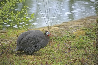 Guinea fowl, Helmeted guinea fowl