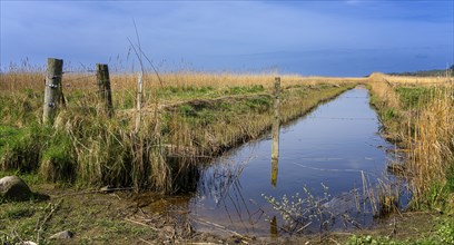 Fence with wooden stakes on the Bodden on Rügen, Mönchgut peninsula, Mecklenburg-Western Pomerania,