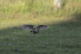 Little owl (Athene noctua), flying, Emsland, Lower Saxony, Germany, Europe