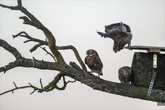 Little owls (Athene noctua), Emsland, Lower Saxony, Germany, Europe