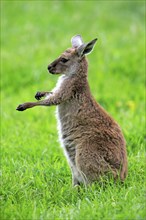 Kangaroo Island grey kangaroo (Macropus fuliginosus fuliginosus), young animal, Kangaroo Island,