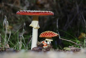 Fairytale toadstools (Amanita muscaria), October, Lusatia, Germany, Europe