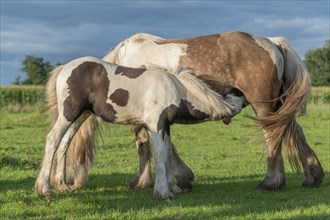 Irish cob horses in a pasture in spring. In the French countryside, the horses go out into the