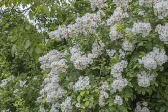 White-flowering rambler rose, Palatinate, Rhineland-Palatinate, Germany, Europe