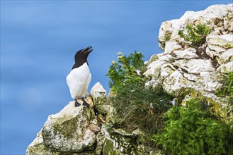 Razorbill, Alca Torda, birds on cliffs, Bempton Cliffs, North Yorkshire, England, United Kingdom,